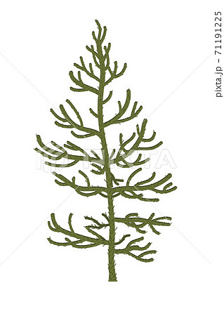 Monkey puzzle Tree or Araucaria araucana. Vector illustration Monkey puzzle Tree or Araucaria araucana. Vector illustration 71191225