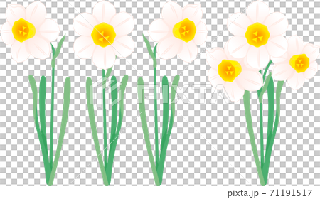 水仙花 花朵 花 71191517