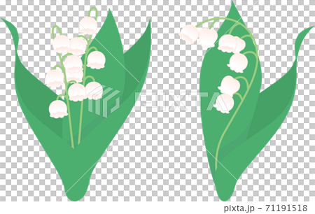 スズランの花のイラスト素材 71191518