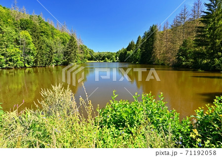 Beautiful nature background with landscape. Pond near the forest in a sunny day in the summer season. 71192058