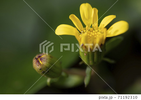 ツワブキ 花 ツワブキ 花 71192310