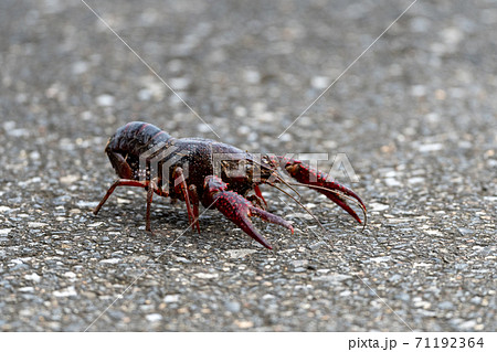 たまたま道路を横切っていた卵を抱えたアメリカザリガニ たまたま道路を横切っていた卵を抱えたアメリカザリガニ 71192364