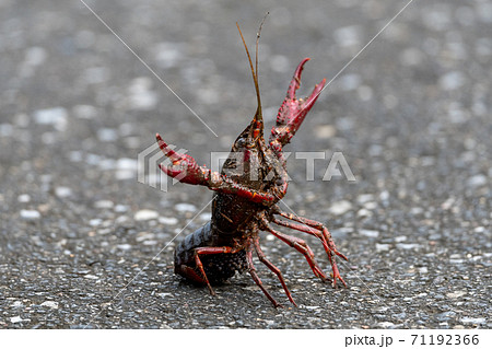 たまたま道路を横切っていた卵を抱えたアメリカザリガニ たまたま道路を横切っていた卵を抱えたアメリカザリガニ 71192366