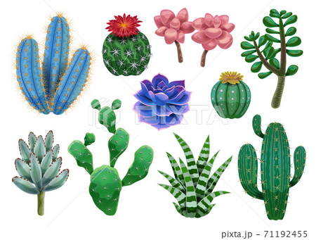 Cactus Plant Icons Collection 71192455