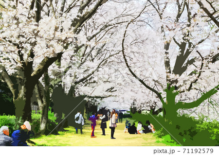 桜 岡山市後楽園のイラスト素材