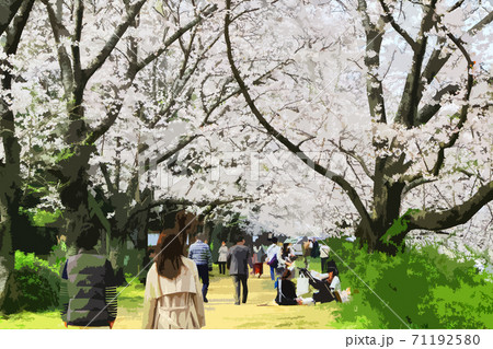 桜 岡山市後楽園のイラスト素材