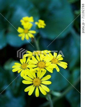 ツワブキの花に飛んでくるハナアブ(ホソヒラタアブ) ツワブキの花に飛んでくるハナアブ(ホソヒラタアブ) 71192788