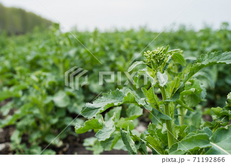 The bee collects honey on a rape flower 71192866