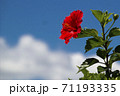 ハイビスカス 71193335