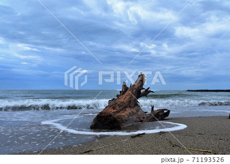 砂浜に漂着した木の根っこ 71193526