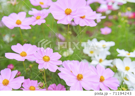 馬見丘陵公園 秋の花々 馬見丘陵公園 秋の花々 71194243