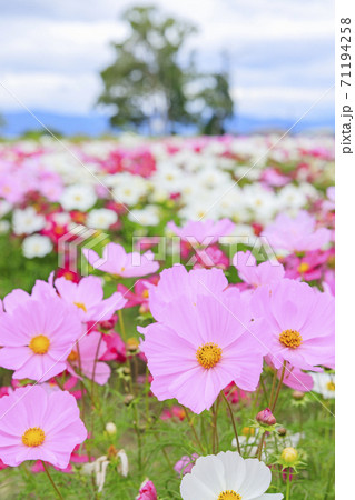 馬見丘陵公園 秋の花々 馬見丘陵公園 秋の花々 71194258