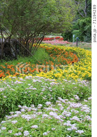 馬見丘陵公園　秋の花々 71194289