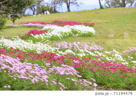 馬見丘陵公園 秋の花々 馬見丘陵公園 秋の花々 71194476
