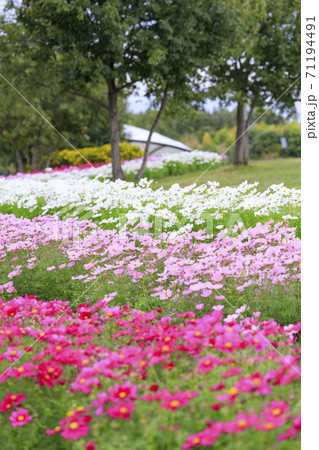 馬見丘陵公園　　秋の花々 71194491