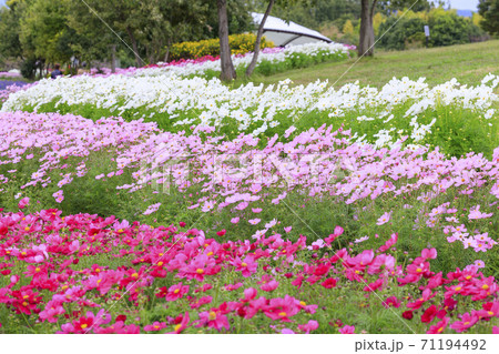 馬見丘陵公園　　秋の花々 71194492