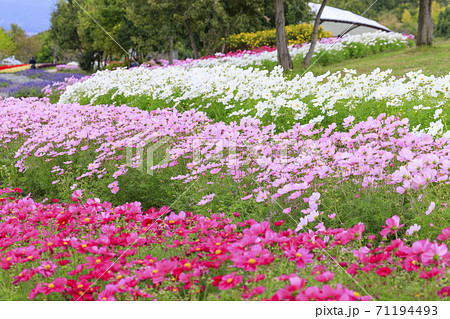 馬見丘陵公園　　秋の花々 71194493