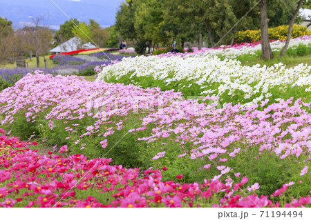 馬見丘陵公園　　秋の花々 71194494