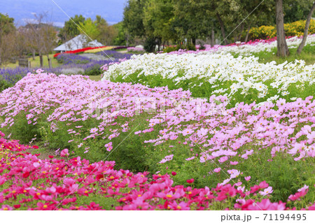 馬見丘陵公園　　秋の花々 71194495