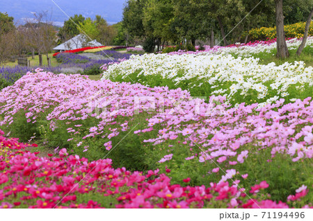 馬見丘陵公園 秋の花々 馬見丘陵公園 秋の花々 71194496