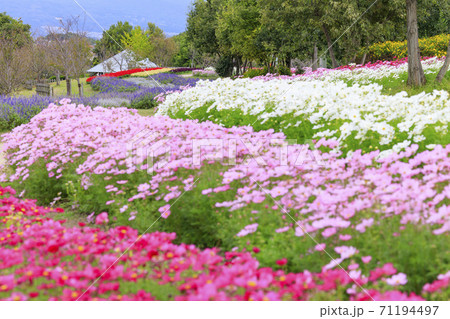 馬見丘陵公園 秋の花々 馬見丘陵公園 秋の花々 71194497
