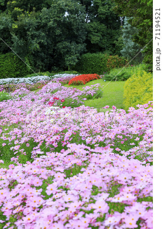 馬見丘陵公園 秋の花々 馬見丘陵公園 秋の花々 71194521