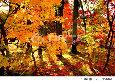 木立の間に広がる紅葉のまだら模様 木立の間に広がる紅葉のまだら模様 71195668