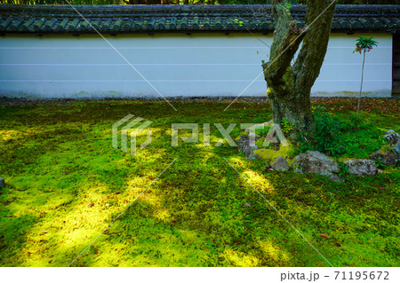 白い築地塀と苔の絨毯の写真素材