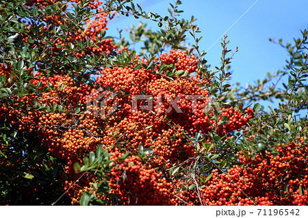 ピラカンサ 71196542