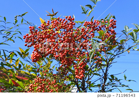 ナンテン（南天） 71196543