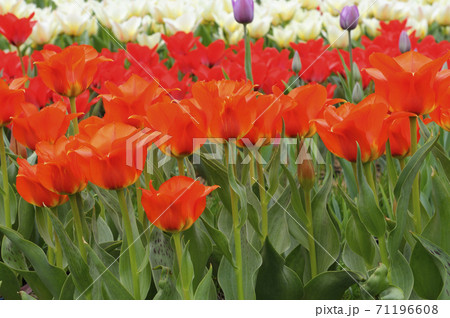 Clouse-up of tulips Red Revival bright red planted in the park 71196608