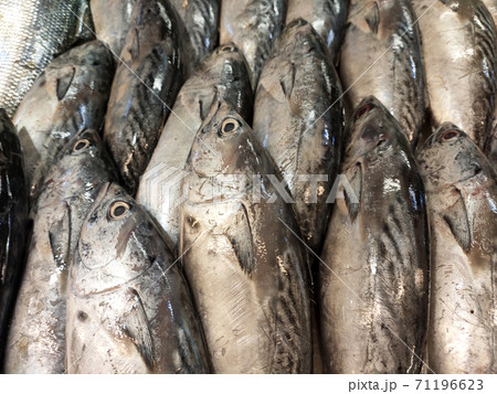 SEREMBAN, MALAYSIA -JANUARY 20, 2020: Various types of fish in the fish market are displayed for sale. Separated according to species and neatly arranged on ice. SEREMBAN, MALAYSIA -JANUARY 20, 2020: Various types of fish in the fish market are displayed for sale. Separated according to species and neatly arranged on ice. 71196623
