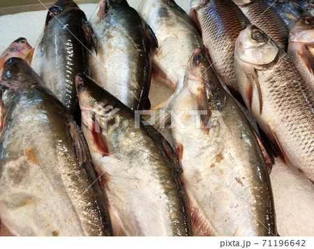 SEREMBAN, MALAYSIA -JANUARY 20, 2020: Various types of fish in the fish market are displayed for sale. Separated according to species and neatly arranged on ice. 71196642