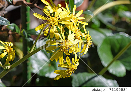 ツワブキ(石蕗) ツワブキ(石蕗) 71196684