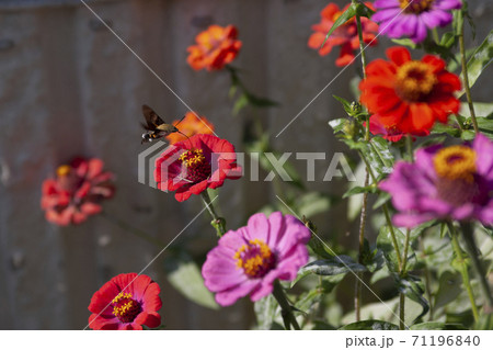 花 エビガラスズメ 花びら 71196840