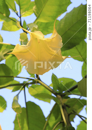 エンジェルストランペットの花 木立朝鮮朝顔 の写真素材