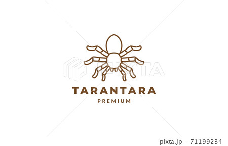 spider minimalist line art outline  logo vector icon illustration design 71199234
