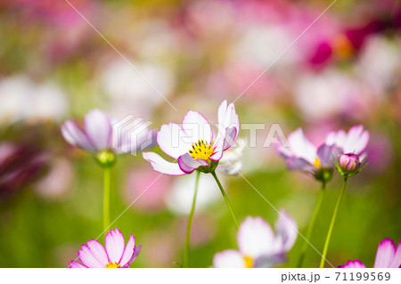 台湾 植物 工場 71199569