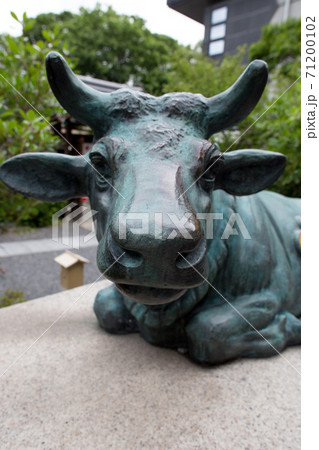 菅原院天満宮神社、境内を見守る牛の優しい眼差しとかわいい鼻面 71200102