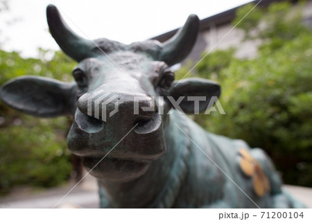 菅原院天満宮神社、境内を見守る牛の優しい眼差しとかわいい鼻面 71200104
