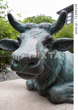 菅原院天満宮神社、境内を見守る牛の優しい眼差しとかわいい鼻面 菅原院天満宮神社、境内を見守る牛の優しい眼差しとかわいい鼻面 71200106