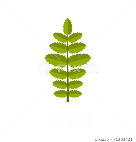 Rowan leaf icon, flat style Rowan leaf icon, flat style 71203421