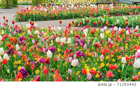 Formal spring garden Formal spring garden 71203442