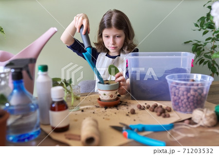 Girl child plants leaf of saintpaulia young plant in pot 71203532
