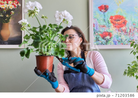 Woman caring for flower in pot at home, removes secateurs leaves 71203586