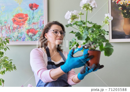 Woman caring for flower in pot at home, removes secateurs leaves Woman caring for flower in pot at home, removes secateurs leaves 71203588