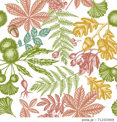 Seamless pattern with hand drawn pastel fern, dog rose, rowan, ginkgo, maple, oak, horse chestnut Seamless pattern with hand drawn pastel fern, dog rose, rowan, ginkgo, maple, oak, horse chestnut 71203909