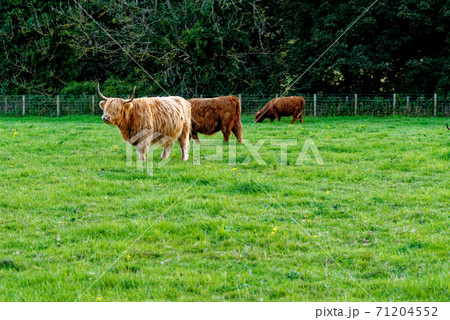 Scotish Highland cow in a field - Scotland Scotish Highland cow in a field - Scotland 71204552