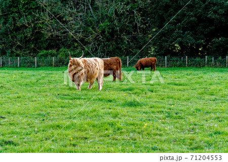 Scotish Highland cow in a field - Scotland Scotish Highland cow in a field - Scotland 71204553