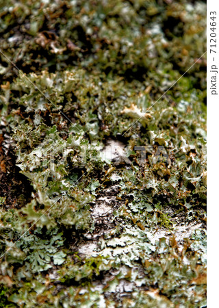 Common Greenshield Lichen - Flavoparmelia caperata Common Greenshield Lichen - Flavoparmelia caperata 71204643